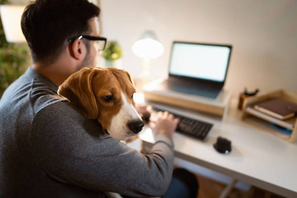 istock Unrecognizable male freelancer working from home with his Beagle dog in his lap 1358274656