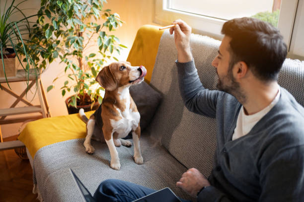 istock Beagle dog waiting for a treat 1358274682