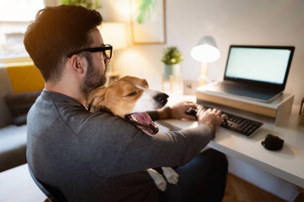 istock Beagle dog yawning, while sitting in his owner lap, while he working from home 1358274711