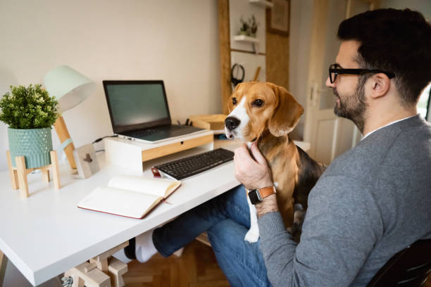 istock Man petting his Beagle dog, while working from home 1358274918