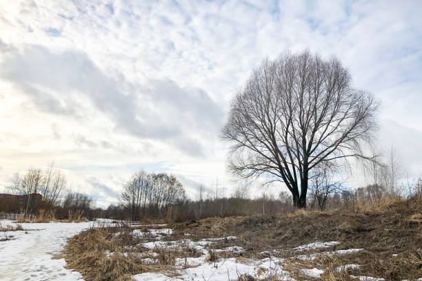 istock Tree on hill covered with melting snow and dry grass under cloudy sky 1358275144