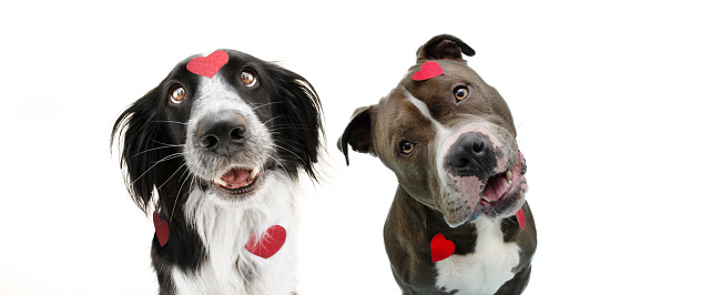 Banner dog love. Border collie and  american bully  in love celebrating valentine's day. Isolated on white background