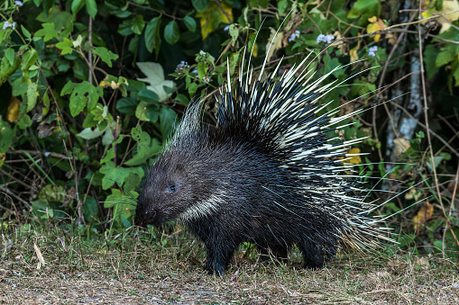 Profile view of a Himalayan Porcupine (Hystrix brachyura), AKA Malayan Crested Porcupine, on the forest edge