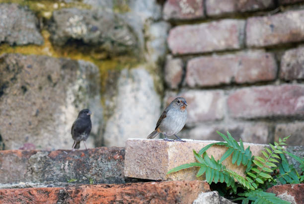 istock Small grey bird on the brick wall, Antigua 1358276709
