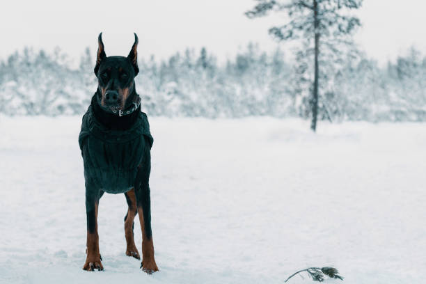 Doberman dog is standing in outdoors.