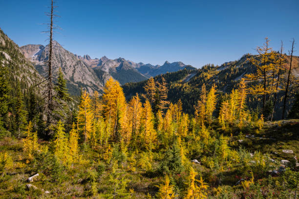 istock Alpine larches turning yellow in the fall 1358280293