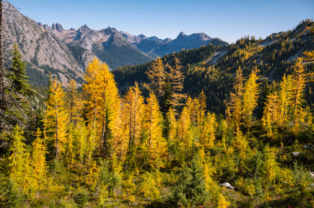 istock Golden larches in the north cascade mountains 1358280296