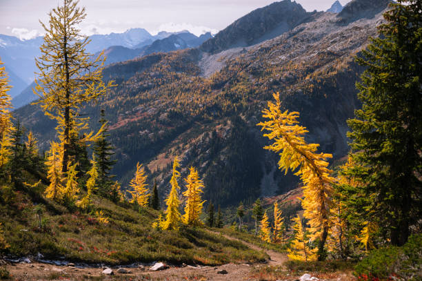 istock Alpine larches glowing in the sun 1358280330