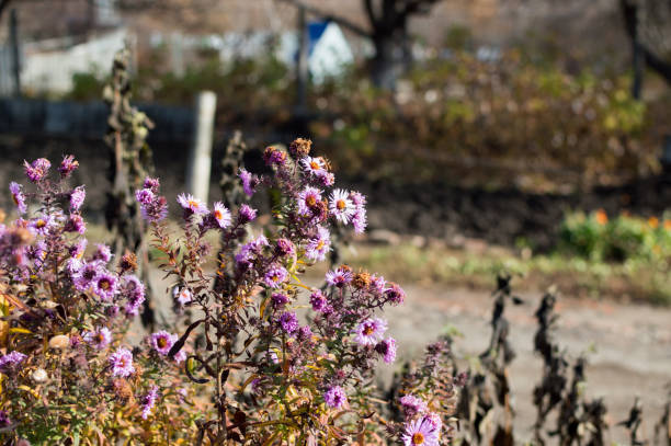 wildflowers