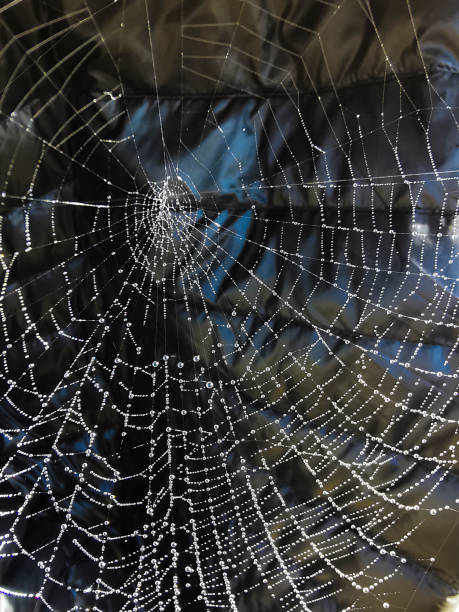 rete spider net - spider web natural pattern dew drop foto e immagini stock