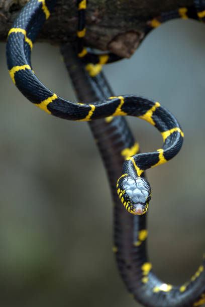 istock The gold-ringed cat snake in various position 1358281721