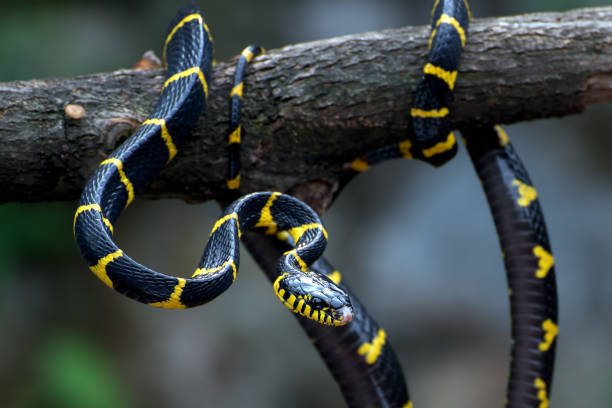 istock The gold-ringed cat snake in various position 1358281724