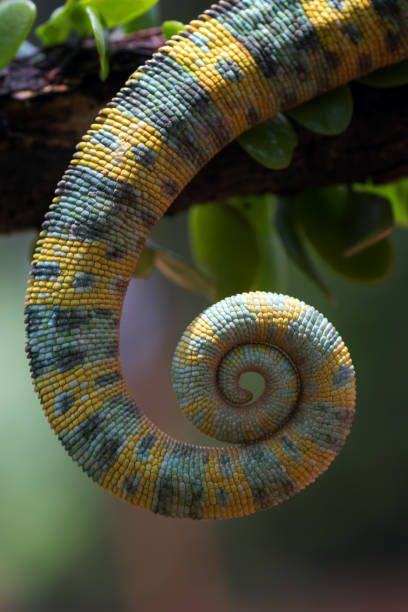istock Close up photo of a chameleon tail 1358281733