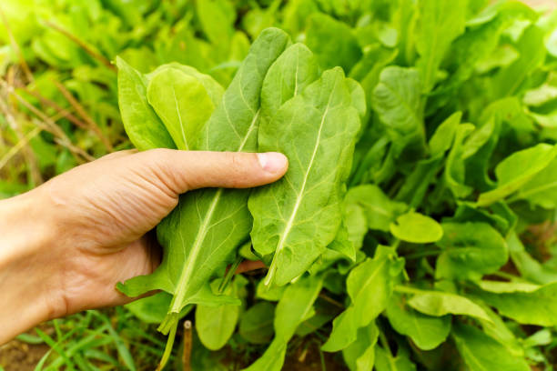istock Harvest green sorrel leaves in your hand. Harvesting, copy space 1358282004