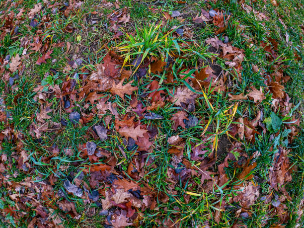 grünes gras ist mit abgefallenen herbstlaub von ahorn und eiche bedeckt. die oberfläche des herbstrasens nach dem regen. wassertropfen auf grüne pflanzen.. - grass maple tree nature dew stock-fotos und bilder