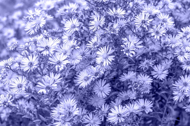 Purple Asters close up