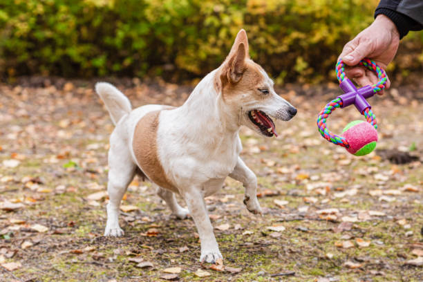 istock Jack Russell terrier. A thoroughbred dog is playing with a toy. Pets 1358283197
