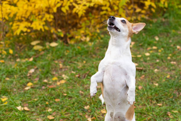 istock Jack Russell Terrier. A thoroughbred dog in a nature park. Pets 1358283202