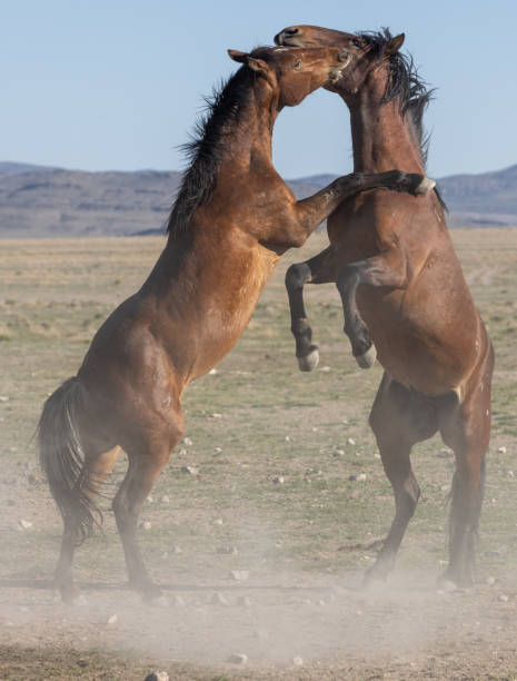 istock Wild Horse Stallions Fighting in Utah 1358284623