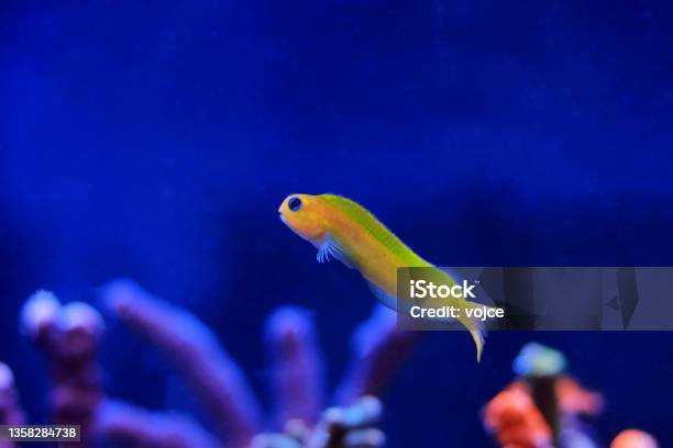 Golden Midas Blenny Fish Ecsenius Midas Stock Photo - Download Image Now - Blenny, Lawn Mower, Algae