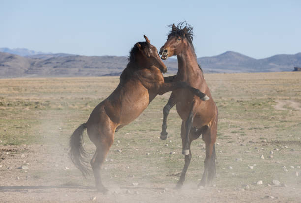 istock Wild Horse Stallions Fighting in Utah 1358284926