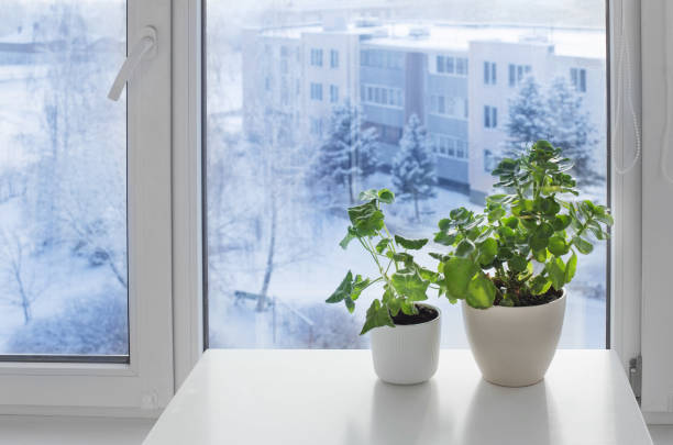 istock green house plants by window in winter 1358286008