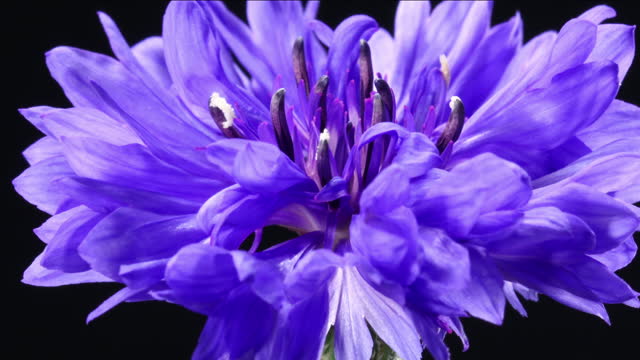 Centaurea cyanus in bloom, time lapse video zoom in
