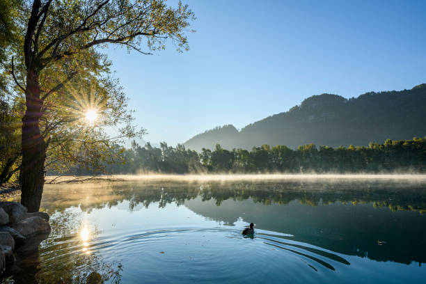 Sunrise at a idyllic lake Sunrise at a idyllic lake with calm water and some fog above it and the reflection of the mountains. A loon is leaving. Vorarlberg, Nuziders great crested grebe stock pictures, royalty-free photos & images