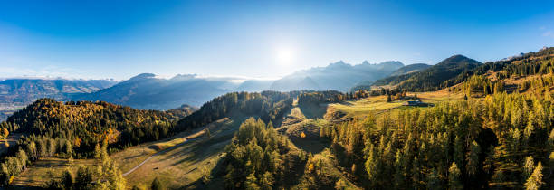 istock Panorama of a landscape with pine wood 1358287039