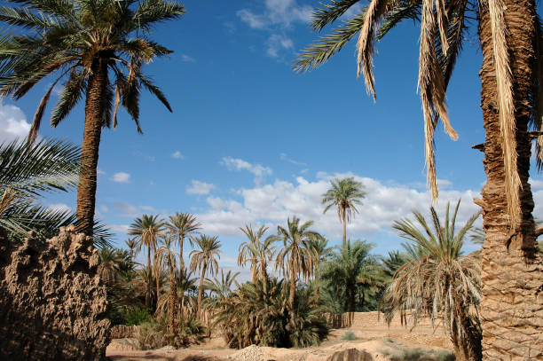 istock Palm grove of  Figuig in south-eastern Morocco 1358287263