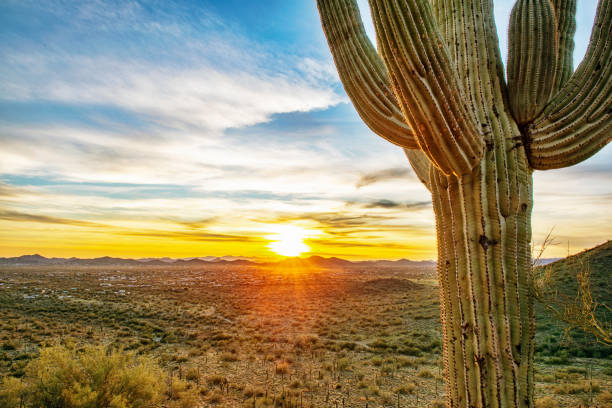 istock Sun on the Horizon and Saguaro Cactus 1358288233