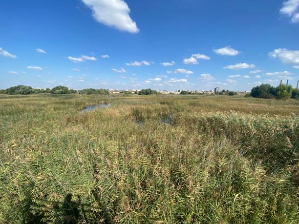 istock Reed with lake and blue sky with a few white clouds on landscape view 1358289166