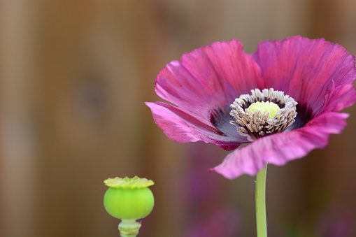 summer: macro picture of a blooming opium poppy and plant pod.