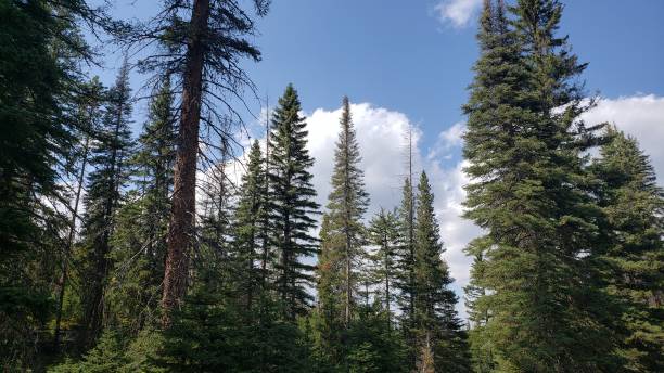 istock Living among the pines 1358290963