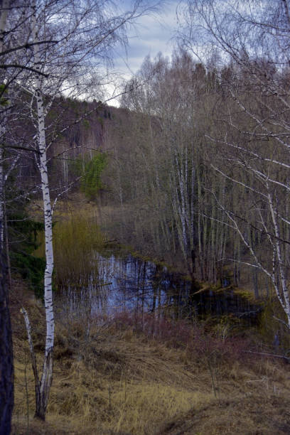 istock A forest lake filled to the brim with spring melt water 1358291017
