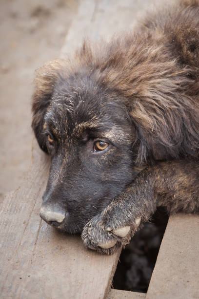 Dog with sad eyes in shelter for adoption stock photo