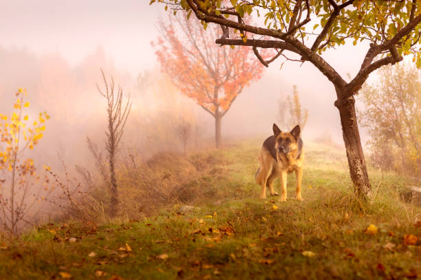 istock Adorable German shepherd standing in autumn park 1358291381