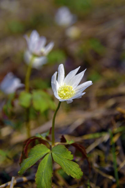 istock Snowdrops have blossomed in the spring forest 1358291509