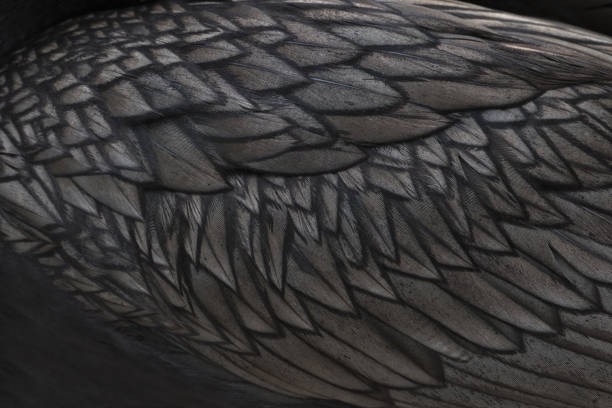 istock Background of texture and intricate pattern of cormorant feathers 1358293662
