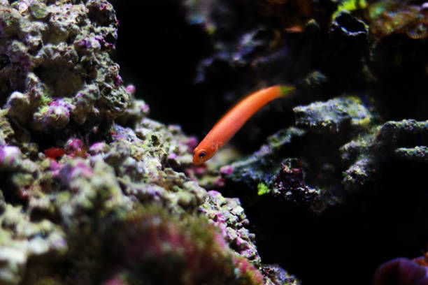 Elongate Orange Dottyback - (Pseudochromis elongatus) Elongate Orange Dottyback - (Pseudochromis elongatus) orchid dottyback stock pictures, royalty-free photos & images