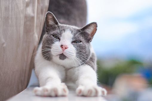 Portrait of a beautiful Aegean cat stretching on a balcony, with a view to the city defocussed in the background.