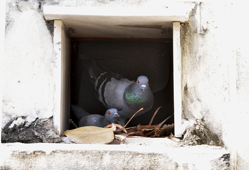 A couple of wild pigeons are hatching offspring. The dove is sitting in the nest