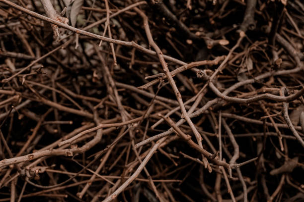istock Pile of dry wood branches 1358301193