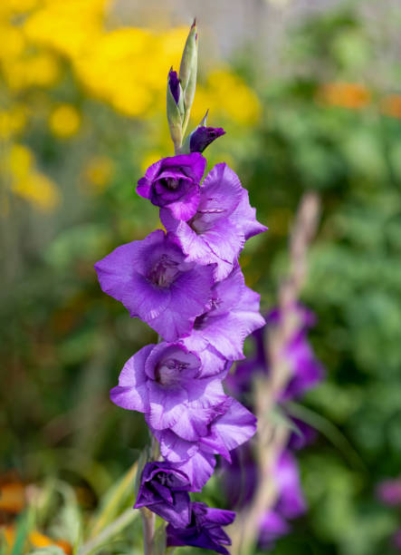 fiori di gladiolo - flower purple gladiolus isolated foto e immagini stock