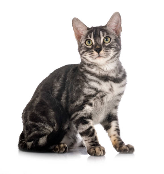 istock bengal kitten family 1358305661