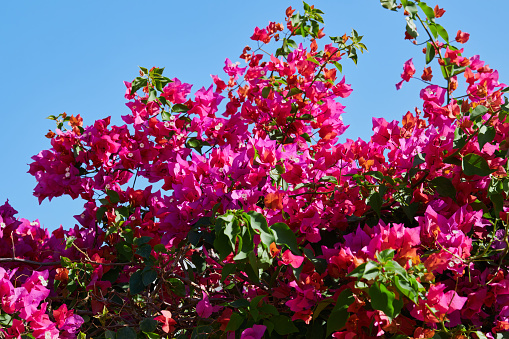 Close up of beautiful blossom of magenta bougainvillea.  (Bougainvillea glabra Choisy).