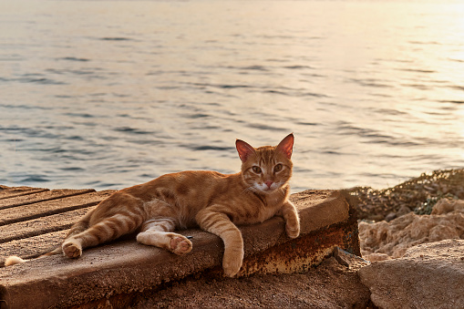 Full-length portrait of a cute marbled ginger cat looking at the camera, lying on a wooden flooring near the sea during sunset. Animal concept