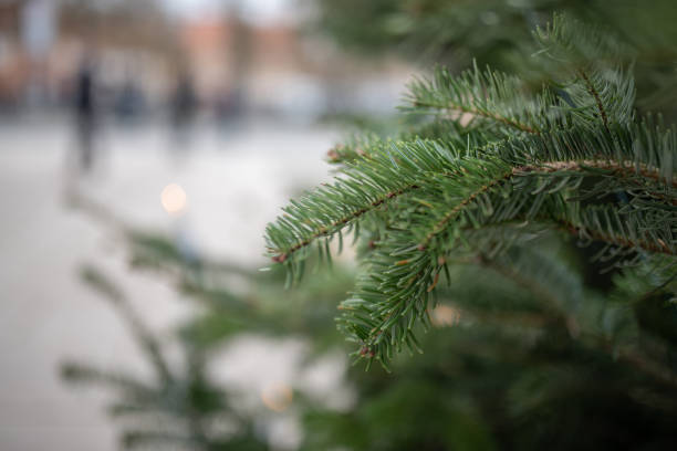 istock Winter time view in the city with fir tree branches. 1358308308