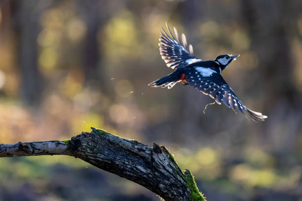 This picture was taken in Raw format and edited in Adobe Lightroom. un pájaro carpintero de grandes manchas en un pequeño bosque en el estanque de mönchbruch en busca de comida en una rama de un árbol en un día soleado de invierno. hermoso bokeh borroso causado por el sol que brilla a través de los árboles.