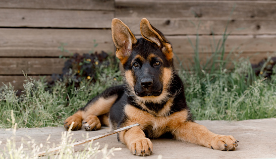 Un cachorro de pastor alemán de raza pura yace en la acera contra una pared de madera. orejas a un lado.mirando a la cámara photo